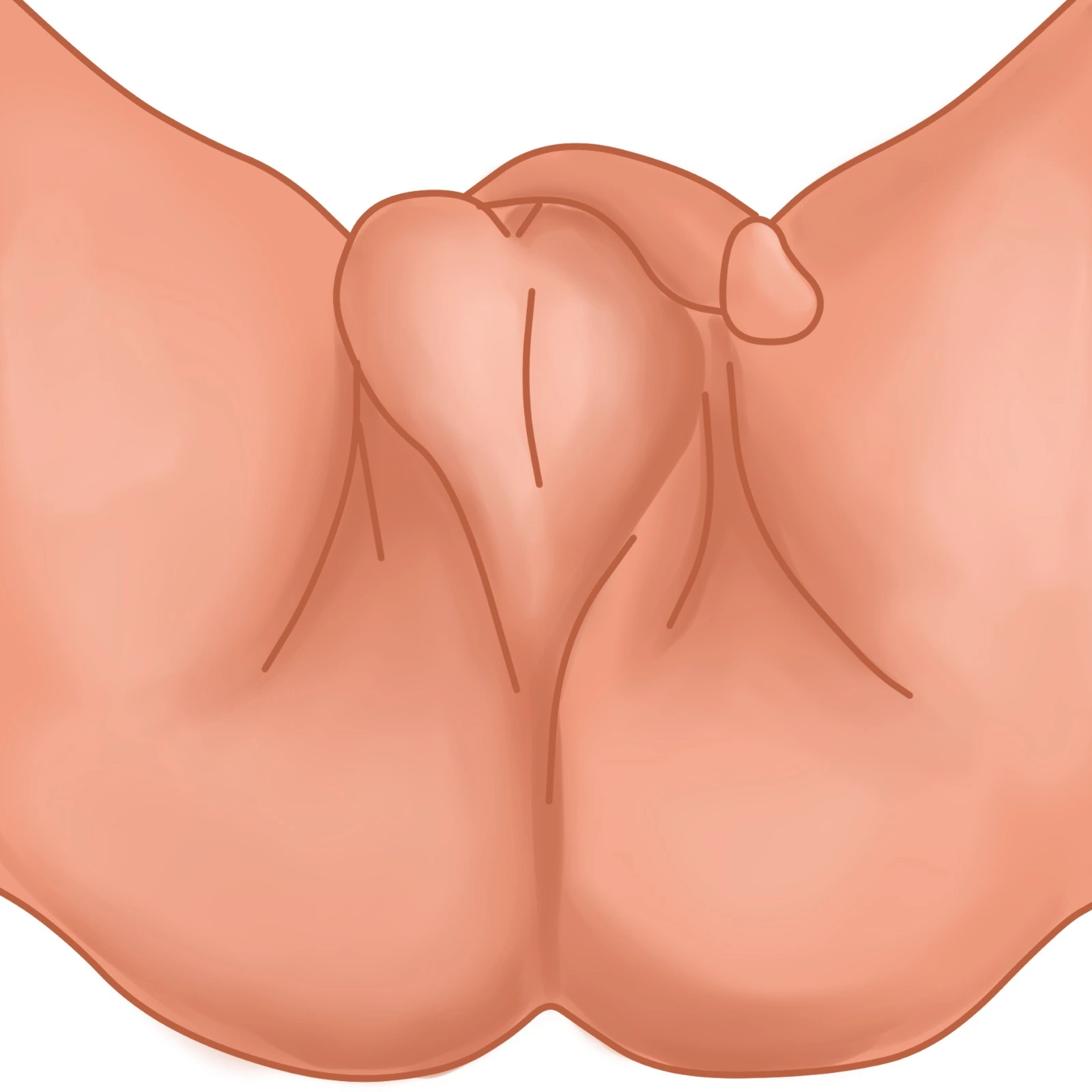penis